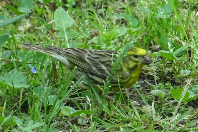 maschio di.....Serinus serinus (Verzellino)